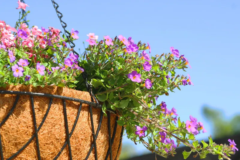 Best Gardening Plants for Pots in Conroe and Willis, Texas